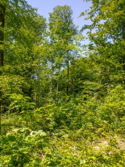 gemischter Eichen- und Buchenjungwuchs