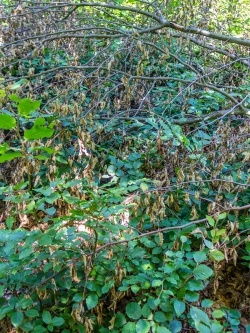 junge Buchen wachsen zwischen Kronenbiotopholz