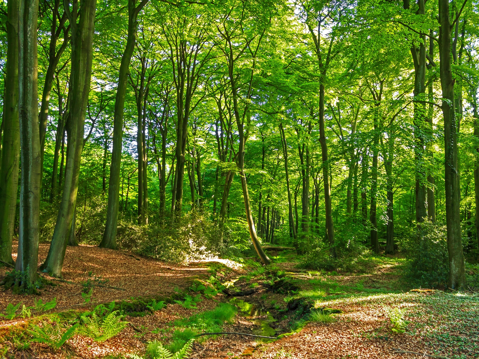Buchenwald in der Naturwaldzelle Hiesfeld