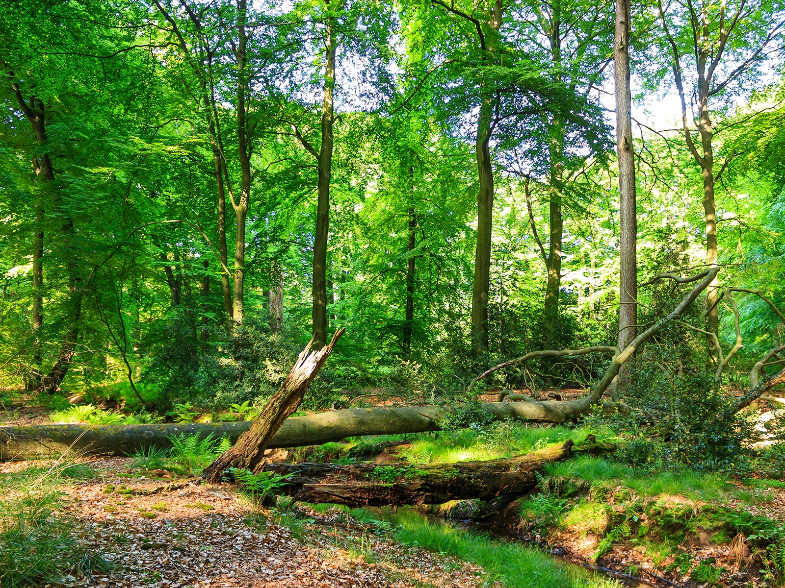 Buchenwald in der Naturwaldzelle Hiesfeld