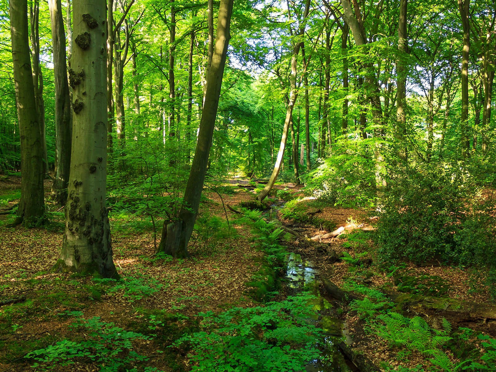 Buchenwald in der Naturwaldzelle Hiesfeld