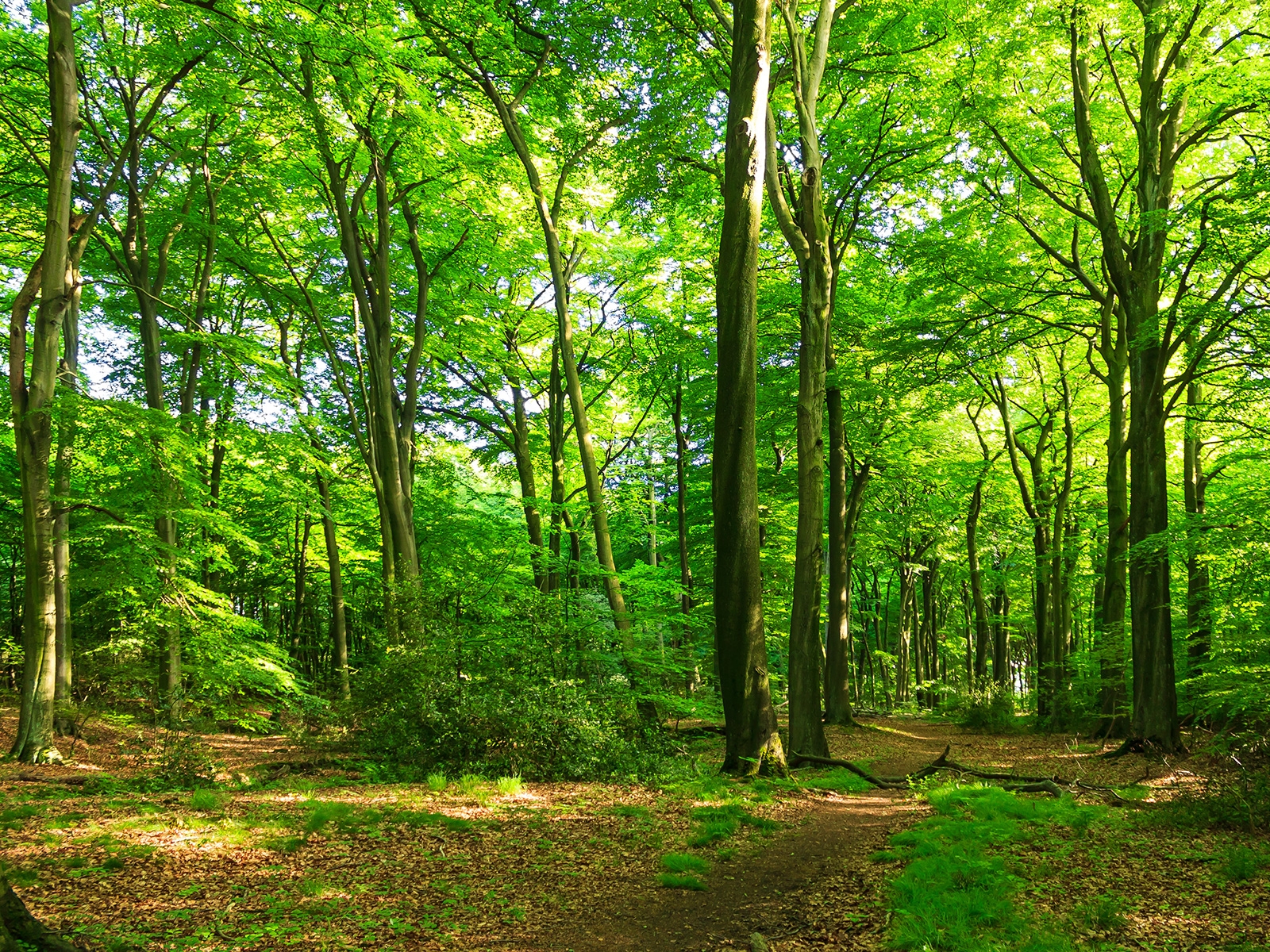 Buchenwald in der Naturwaldzelle Hiesfeld