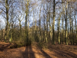 Naturwaldzelle Hiesfeld