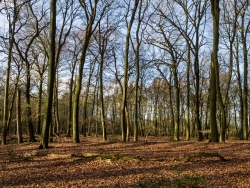 Naturwaldzelle Hiesfeld