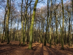 Naturwaldzelle Hiesfeld