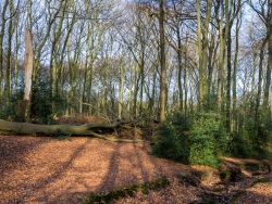 Hiesfelder Naturwaldzelle
