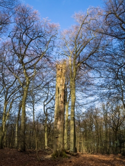 Hiesfelder Naturwaldzelle