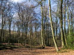 Hiesfelder Naturwaldzelle