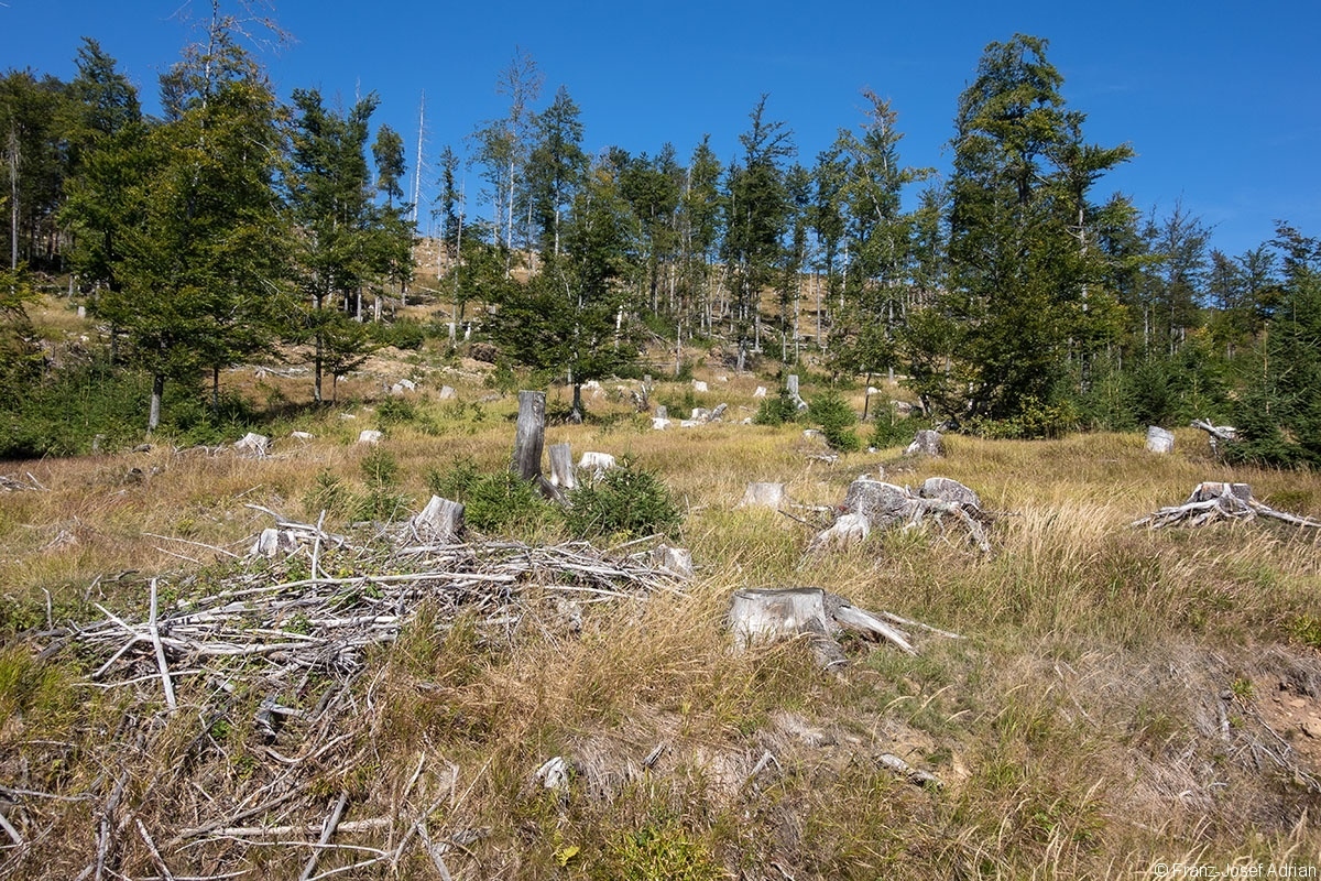 Hirschgespreng_2019_01