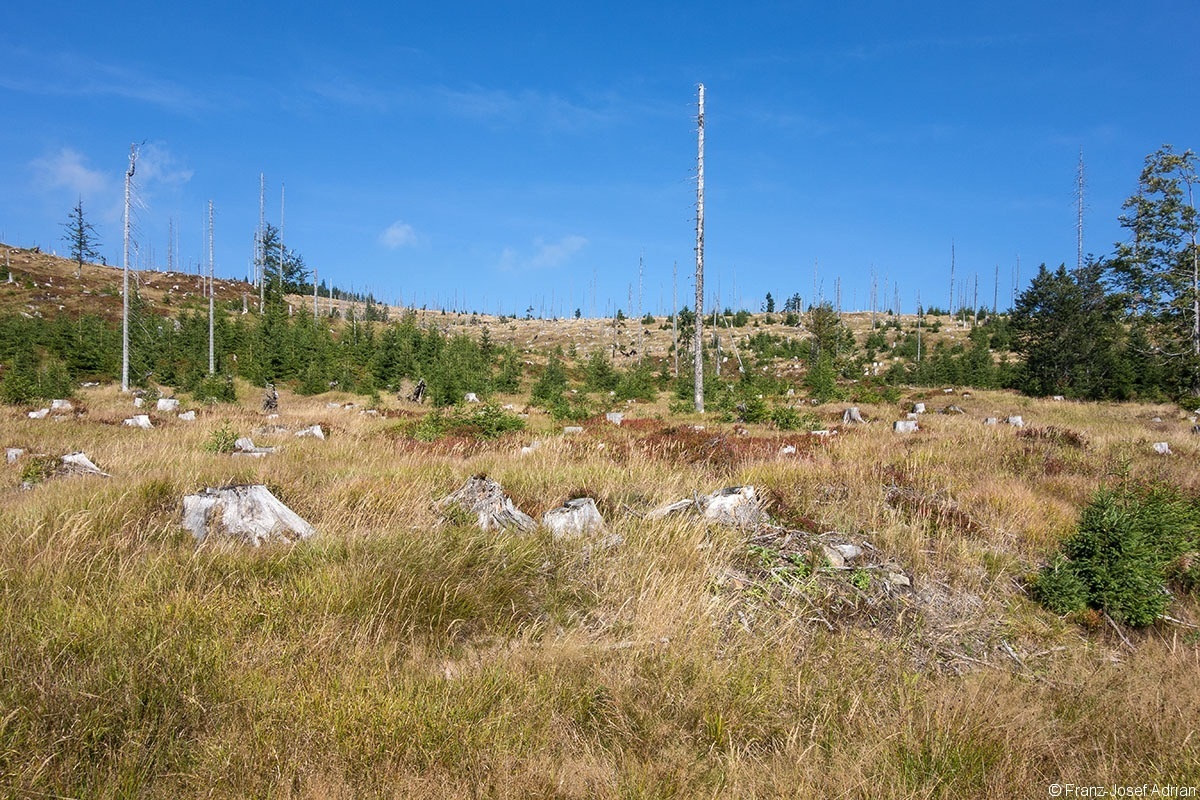 Hirschgespreng_2019_03