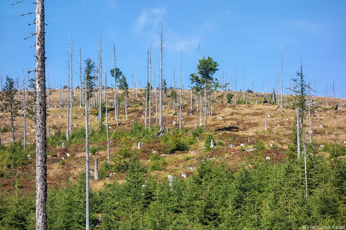 Hirschgespreng_2019_04
