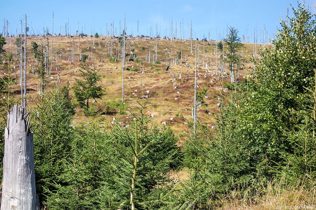 Hirschgespreng_2019_05