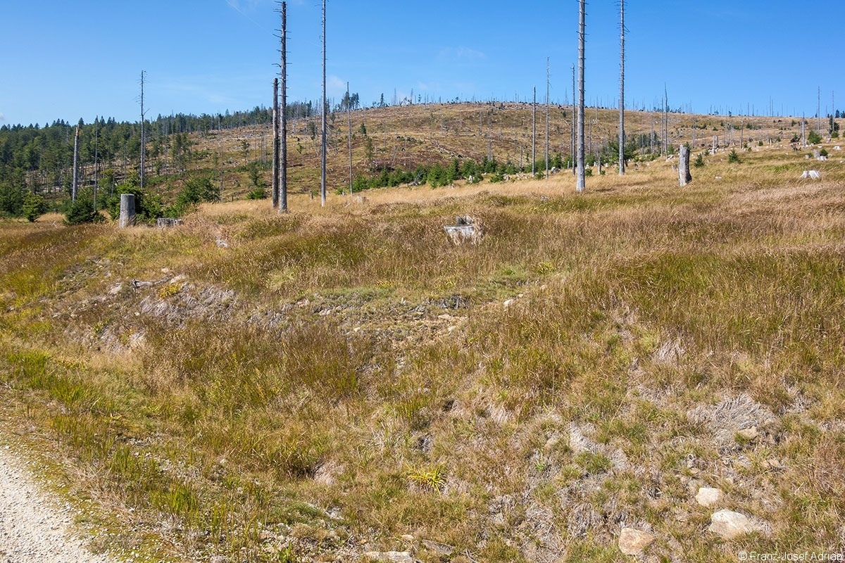 Hirschgespreng_2019_06