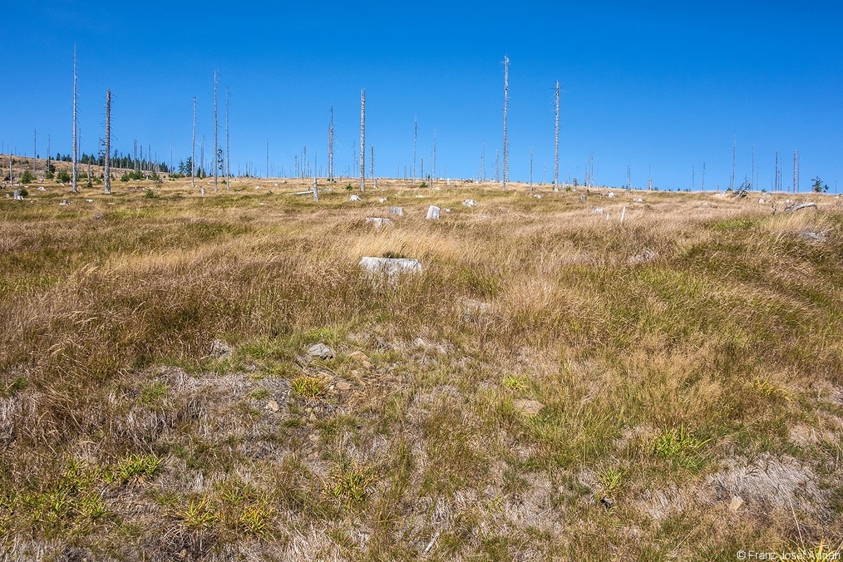 Hirschgespreng_2019_07
