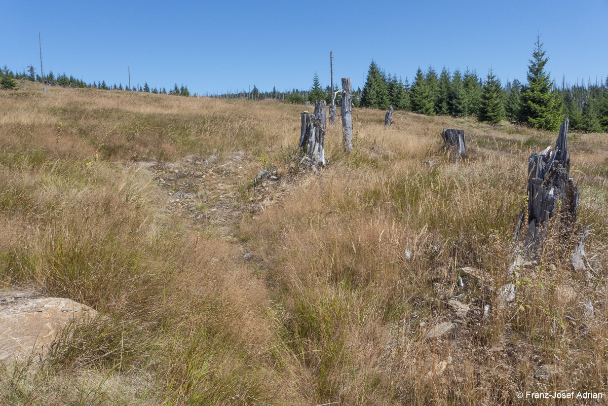 NLP_BW_Hirschgespreng-25