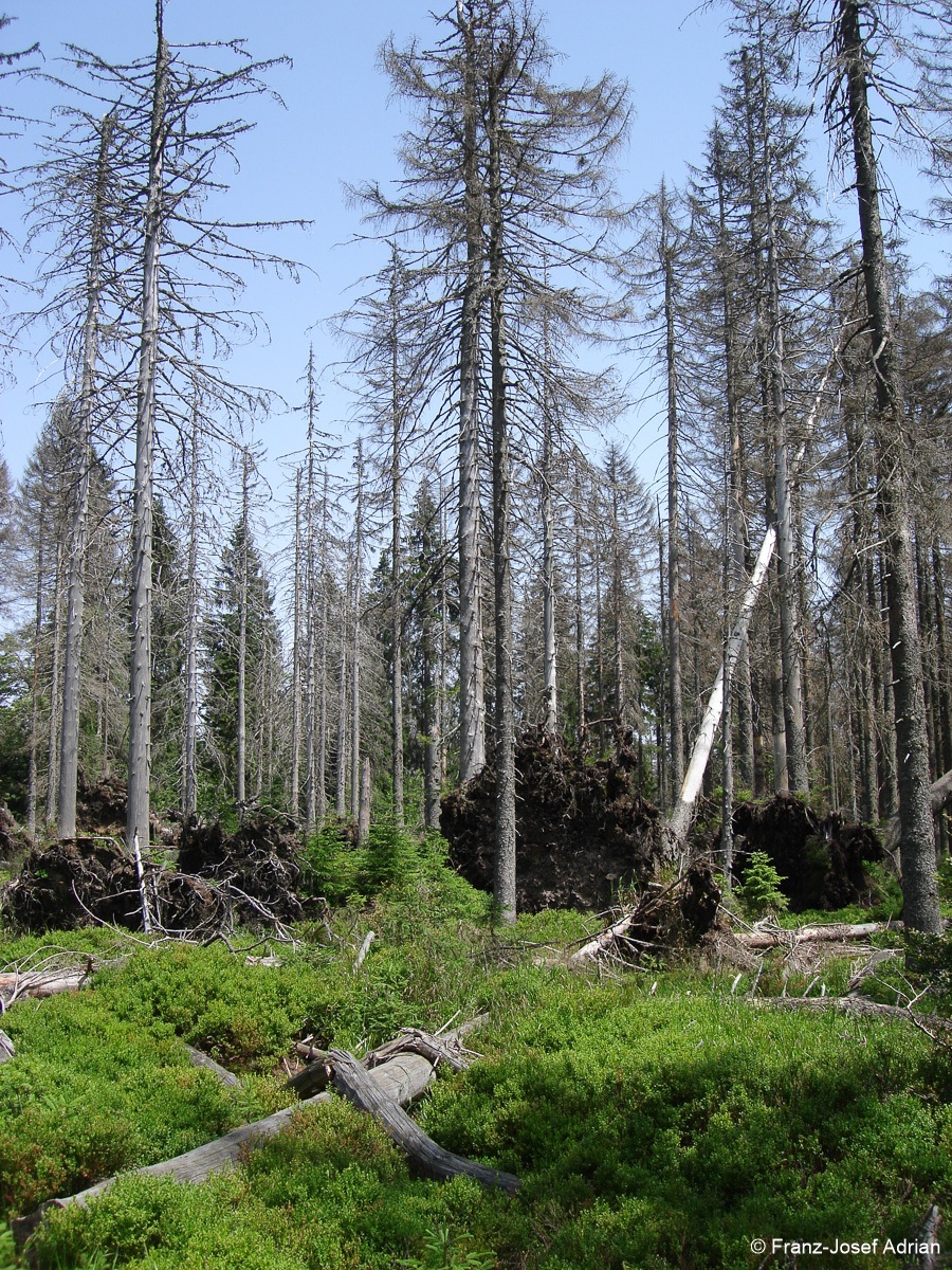 Hochschachten_Nationalpark-13