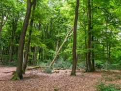 Stehender toter Baum