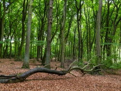 Noch Blätter tragender umgestürzter Baum