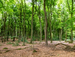Buchen-Eichen-Hallenwald