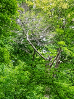 Erst kürzlich abgestorbener Baum