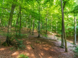 Uedemer Hochwald II