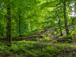 Uedemer Hochwald II
