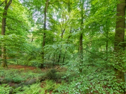 Uedemer Hochwald II