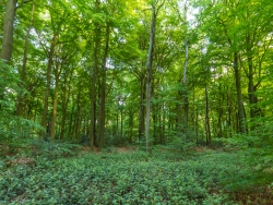 Uedemer Hochwald II