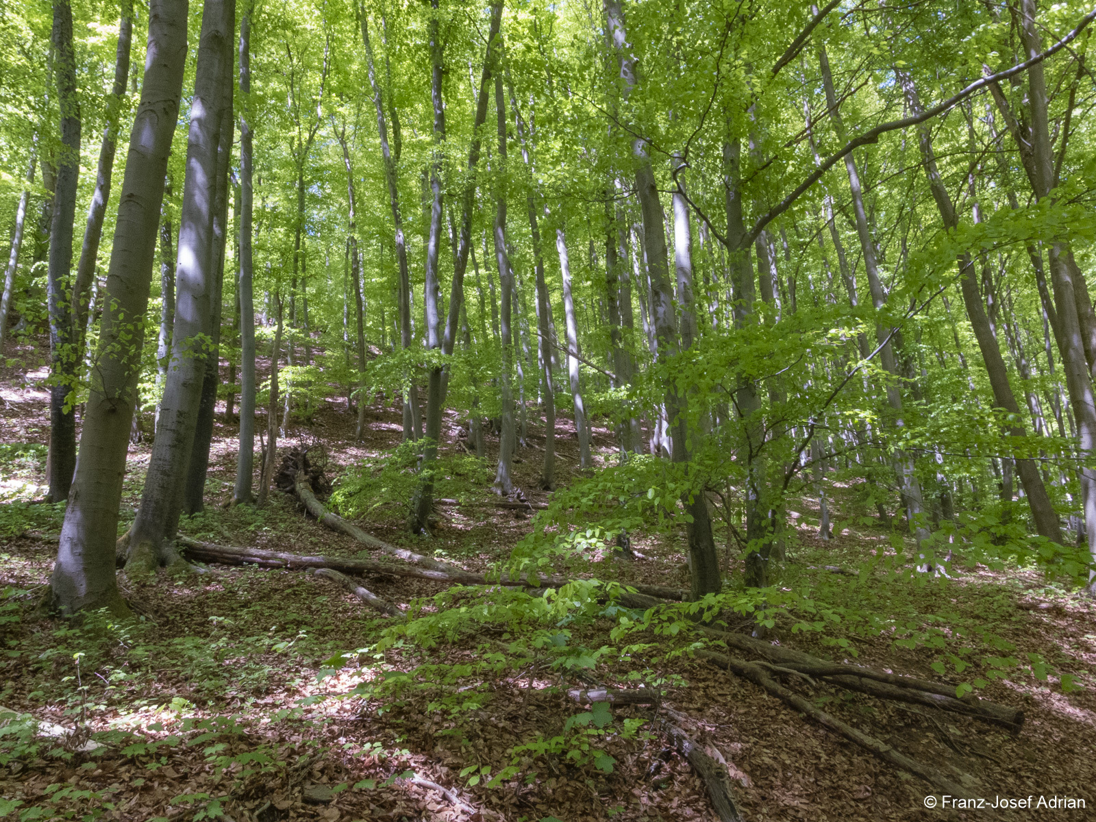 Schrabstein_Totholz
