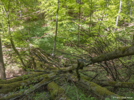 Hoellenbach-19