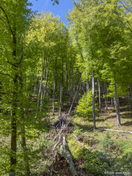 Hoellenbach-7