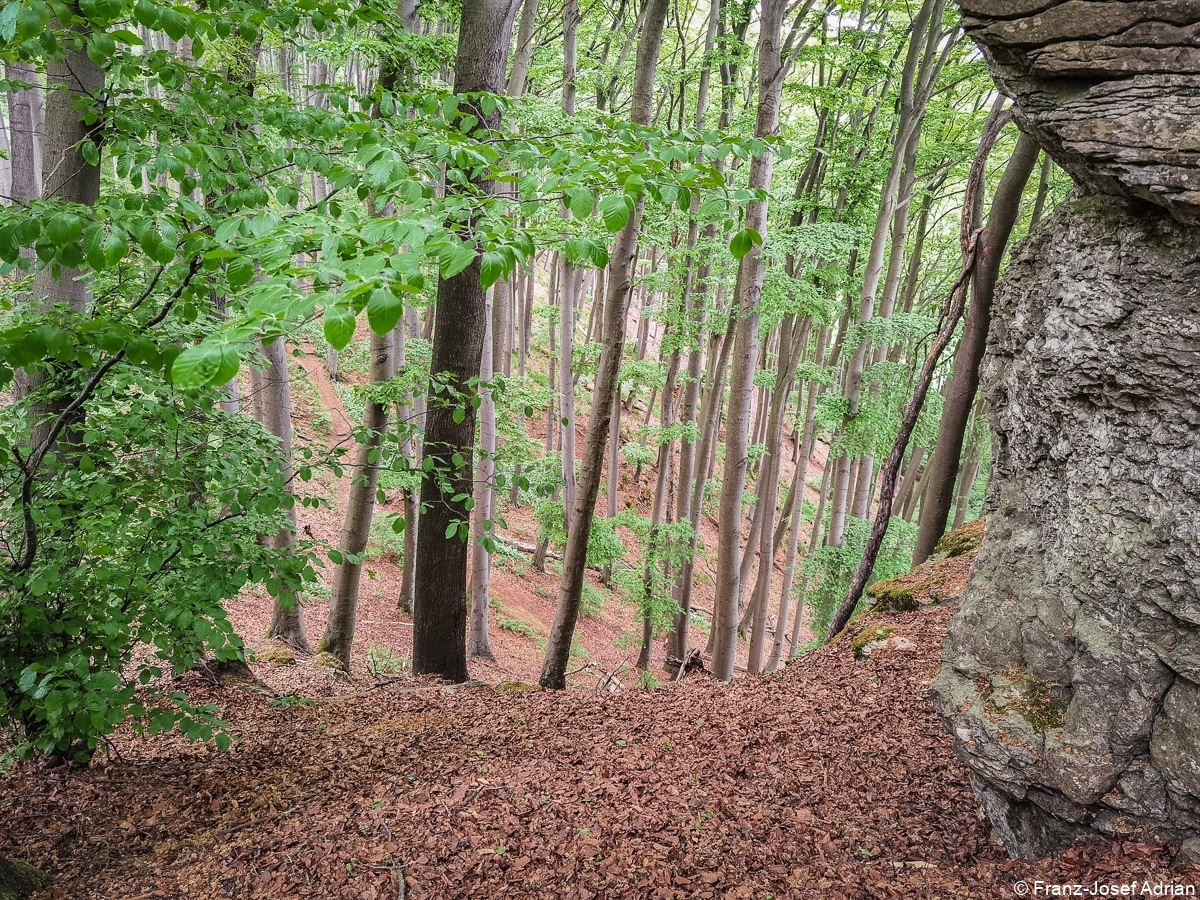 Baerlauch_Hohenstein-11