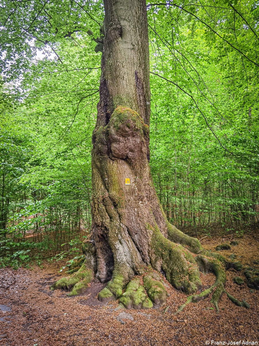 Baerlauch_Hohenstein-16