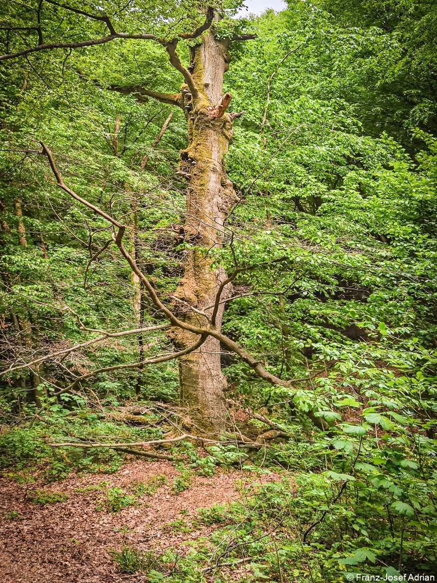 Baerlauch_Hohenstein-17