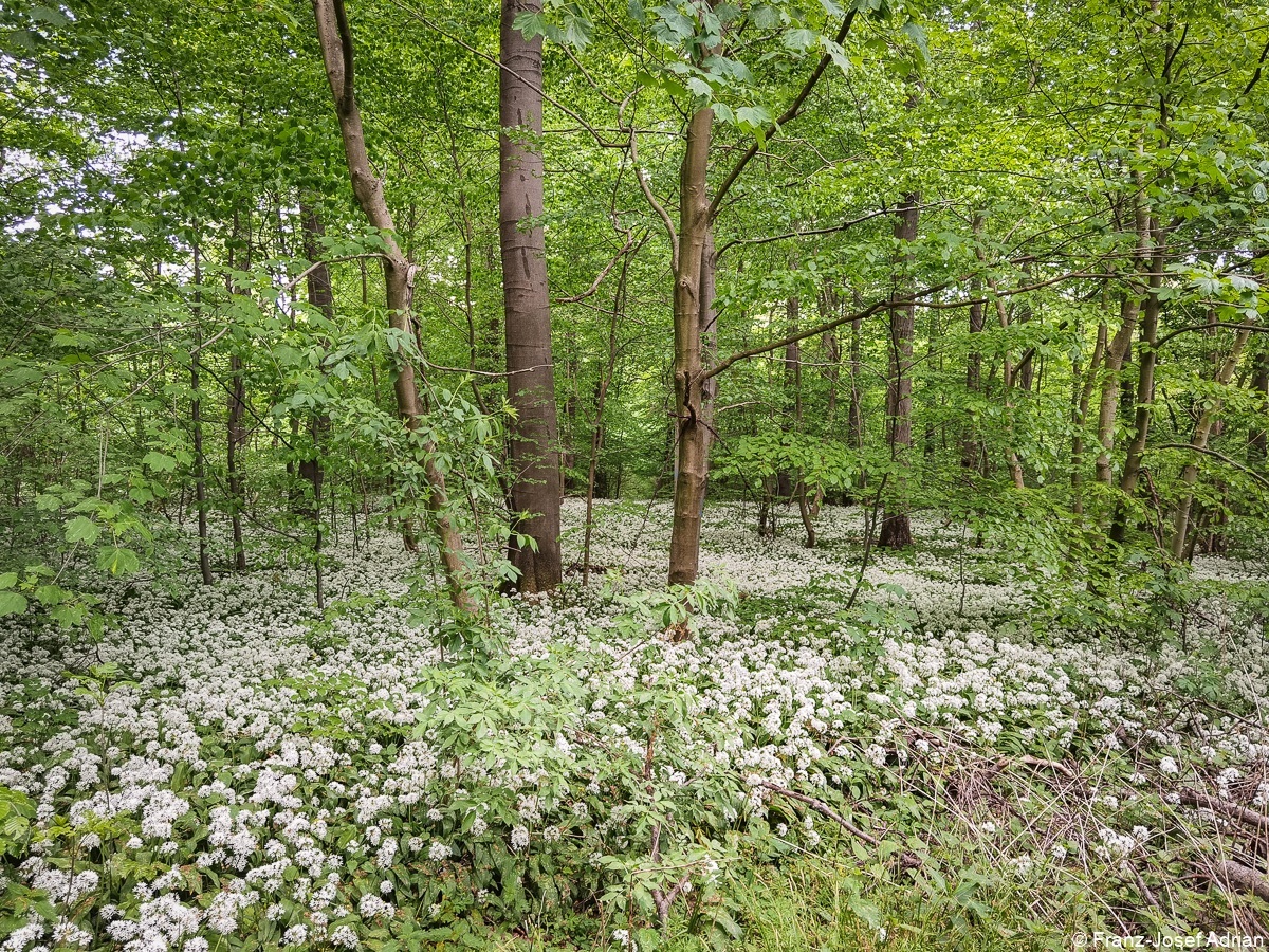 Baerlauch_Hohenstein-19