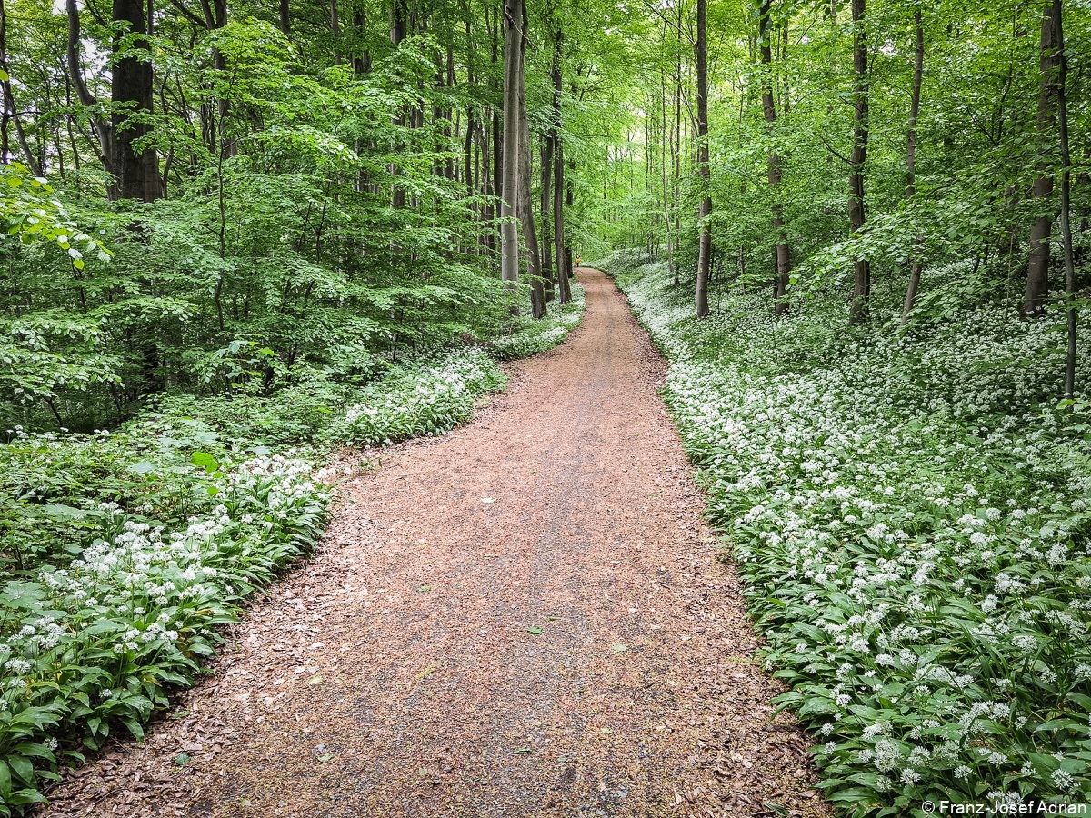 Baerlauch_Hohenstein-23