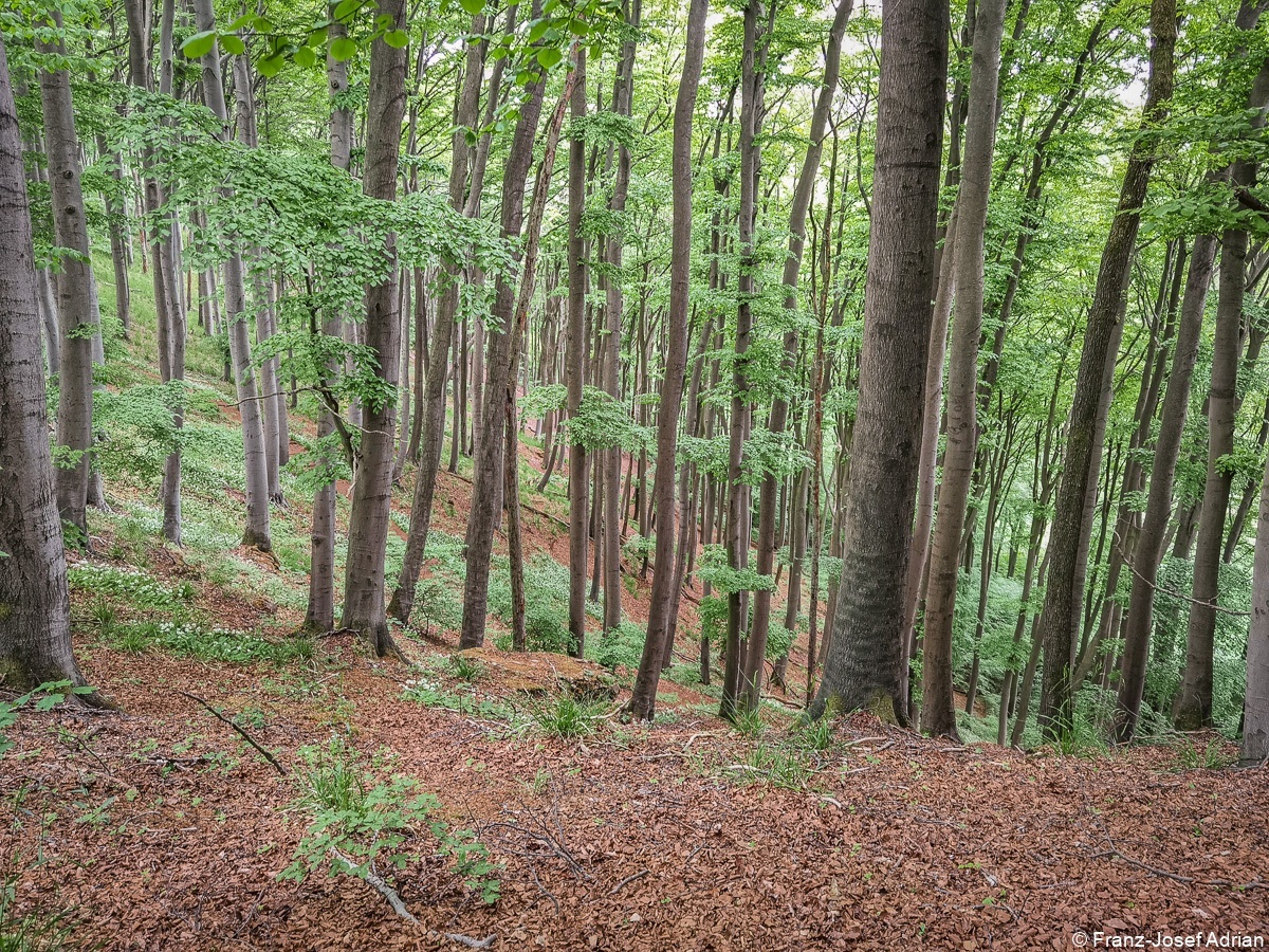 Baerlauch_Hohenstein-24