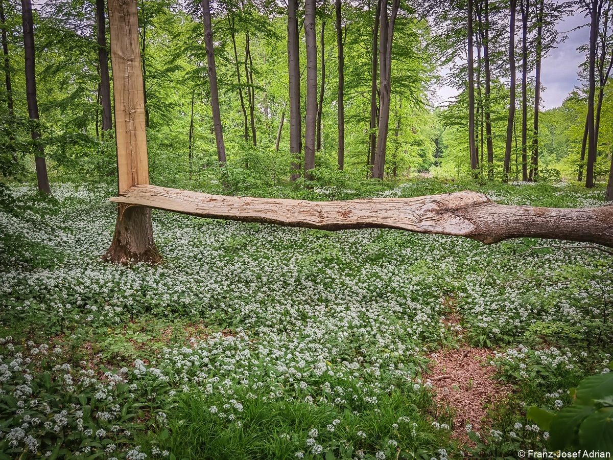 Baerlauch_Hohenstein-6