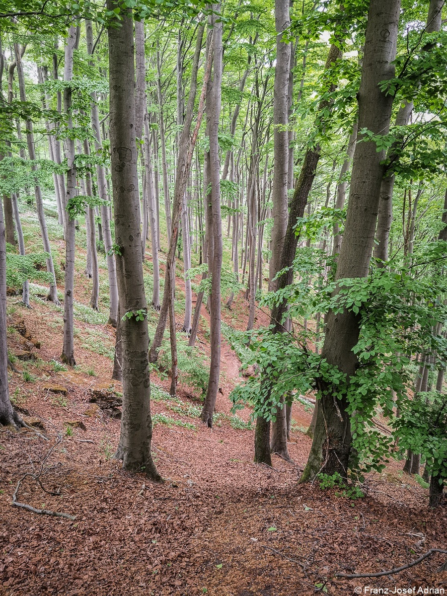 Baerlauch_Hohenstein-8