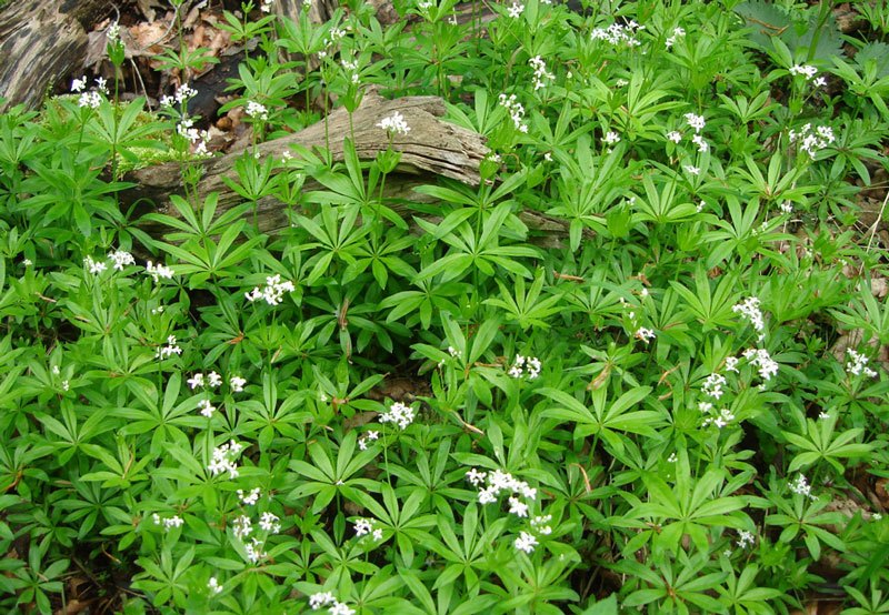 Waldmeister