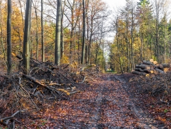 Waldweg mit Blickrichtung Forststraße, links Kronenholz, rechts Langholzpolter