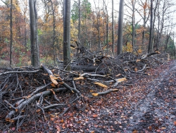 Kronenholz am Waldweg
