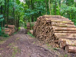 Holzpolter an der Straße "Am Bodenwinkel"