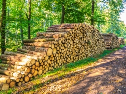 Holzpolter in der Nähe des Ruheforsts
