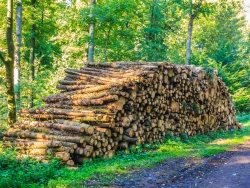 Holzpolter in der Nähe des Ruheforsts