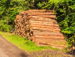 Holzpolter in der Nähe des Ruheforsts