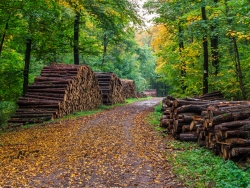 Holzpolter am Wanderweg nach Bad Eilsen