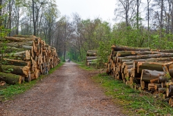 Missbrauch des Stadtwalds als Holzacker