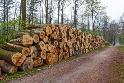 Zerstörung des Erholungswert des Stadtwalds zugunsten der Brennholz