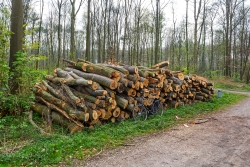 Brennholzpolter im Naherholungswald